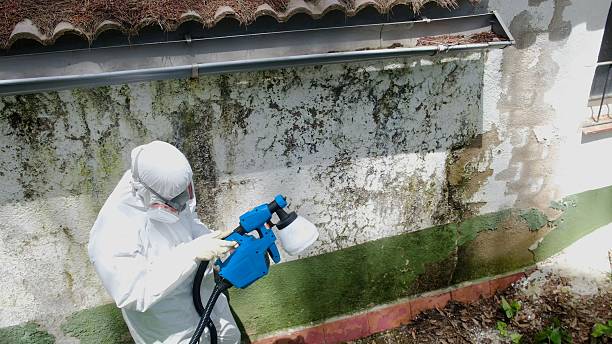 Trusted Black Mold Removal service in Spring Grove, PA - Cheap Mold Removal